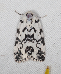 Polygrammate hebraeicum