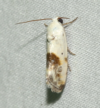 Ponometia candefacta