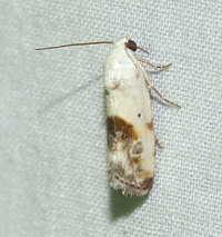 Ponometia candefacta