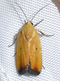 Ponometia parvula