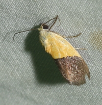 Ponometia semiflava
