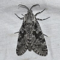Prionoxystus robiniae