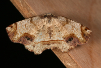 Probole amicaria