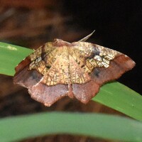 Probole amicaria