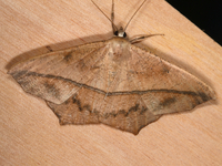 Prochoerodes lineola