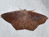 Prochoerodes lineola
