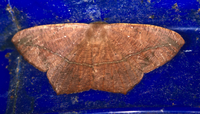Prochoerodes lineola