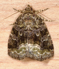 Protodeltote muscosula