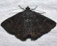 Pseudanthracia coracias