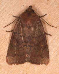 Pseudorthodes vecors