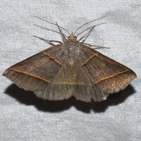 Ptichodis herbarum