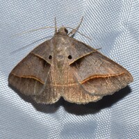 Ptichodis herbarum