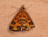 Pyrausta subsequalis