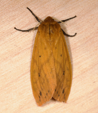 Pyrrharctia isabella