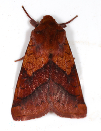 Pyrrhia exprimens