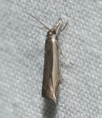 Raphiptera argillaceellus