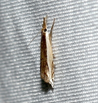 Raphiptera argillaceellus