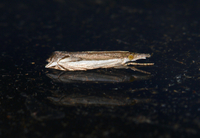 Raphiptera argillaceellus