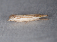 Raphiptera argillaceellus