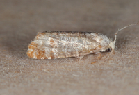 Retinia comstockiana