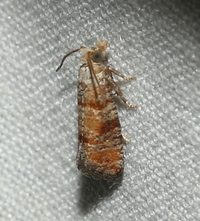 Rhyacionia frustrana