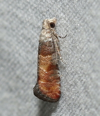Rhyacionia frustrana