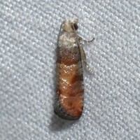 Rhyacionia unidentified species