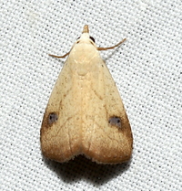 Rivula propinqualis