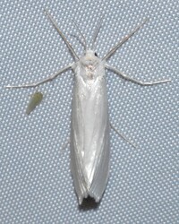 Rupela unidentified species
