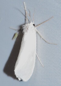 Rupela unidentified species