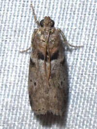 Salebriaria annulosella