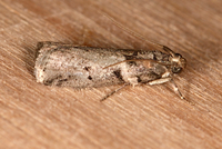 Salebriaria annulosella