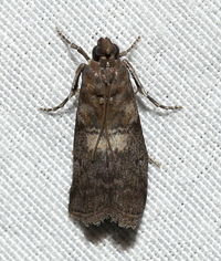 Salebriaria engeli