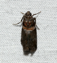 Salebriaria tenebrosella