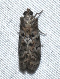 Salebriaria turpidella