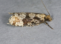 Scardiella approximatella