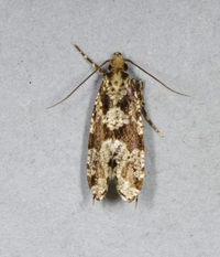 Scardiella approximatella