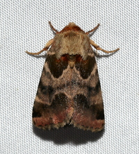 Schinia jaguarina