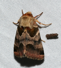 Schinia jaguarina