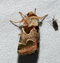 Schinia jaguarina