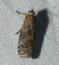 Sciota celtidella