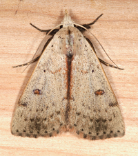 Scolecocampa liburna