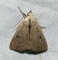 Scolecocampa liburna