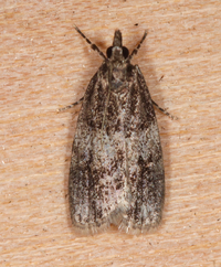 Scoparia cinereomedia