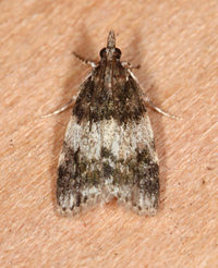 Scoparia cinereomedia