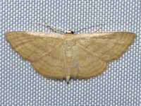 Scopula inductata