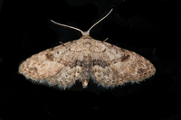 Sigela brauneata