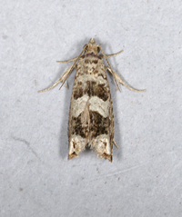 Sonia albimacula