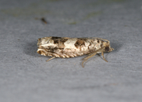 Sonia albimacula