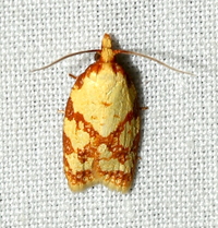 Sparganothis sulfureana